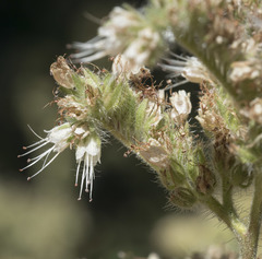Phacelia mutabilis