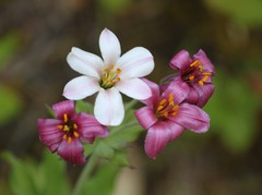 Lilium rubescens