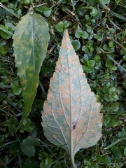 Coleosporium campanulae