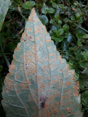 Coleosporium campanulae