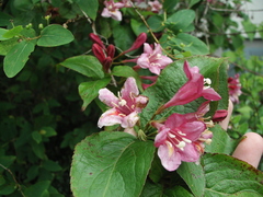 Weigela
