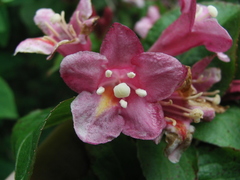 Weigela