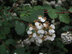 Spiraea trilobata