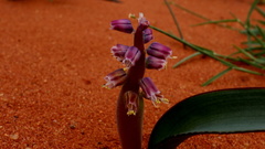 Lachenalia violacea