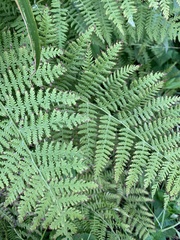 Dennstaedtia