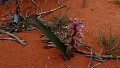 Lachenalia violacea