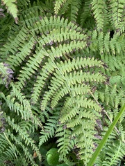 Dennstaedtia