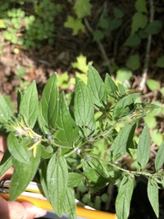 Lithospermum officinale