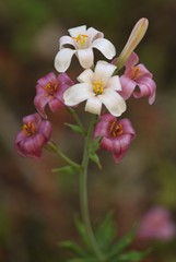 Lilium rubescens