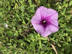 Ipomoea sagittata