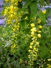 Laburnum × watereri