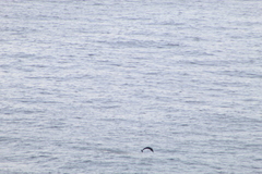 Stenella longirostris