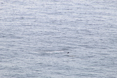 Stenella longirostris