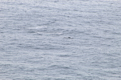 Stenella longirostris