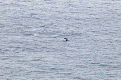 Stenella longirostris