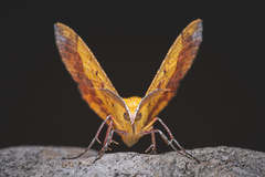 Hyperythra