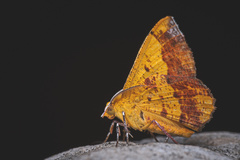 Hyperythra