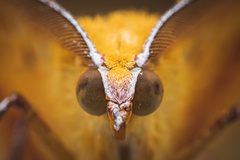 Hyperythra