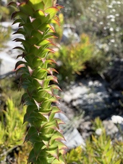 Oedera imbricata