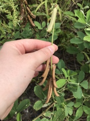Crotalaria