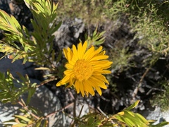 Oedera imbricata