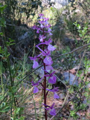 Orchis anatolica