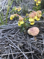 Hermannia grossularifolia