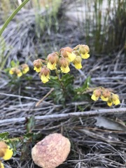 Hermannia grossularifolia
