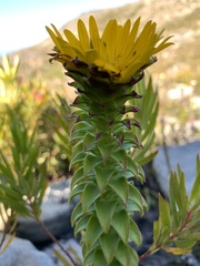 Oedera imbricata