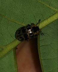 Chrysomela mainensis