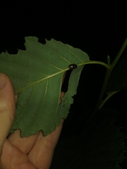 Chrysomela mainensis