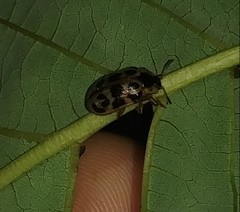 Chrysomela mainensis