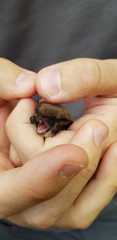 Myotis mystacinus