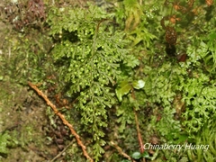 Hymenophyllum polyanthon