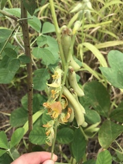 Crotalaria