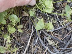 Claytonia rubra
