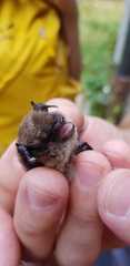 Myotis mystacinus