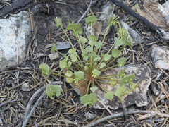 Claytonia rubra