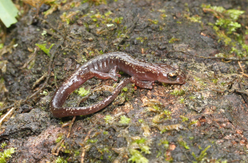 El Cielo Salamander