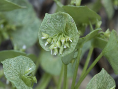Claytonia rubra