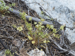 Claytonia rubra