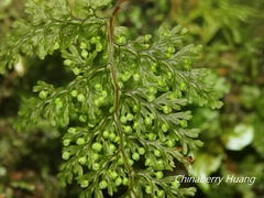 Hymenophyllum polyanthon