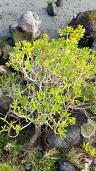 Sedum praealtum