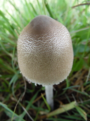 Macrolepiota zeyheri