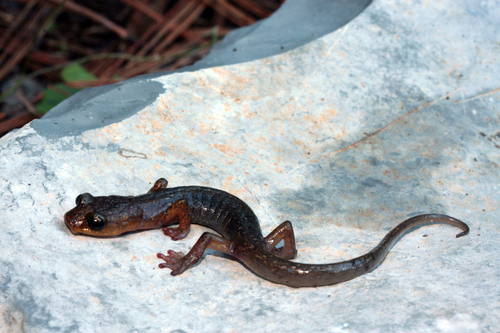 Sistema Purificación Salamander