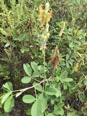 Crotalaria