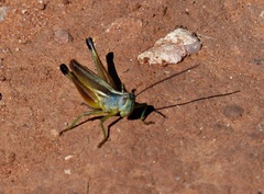 Staurorhectus longicornis