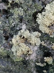 Arctoparmelia centrifuga