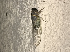 Diceroprocta semicincta