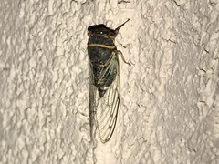 Diceroprocta semicincta